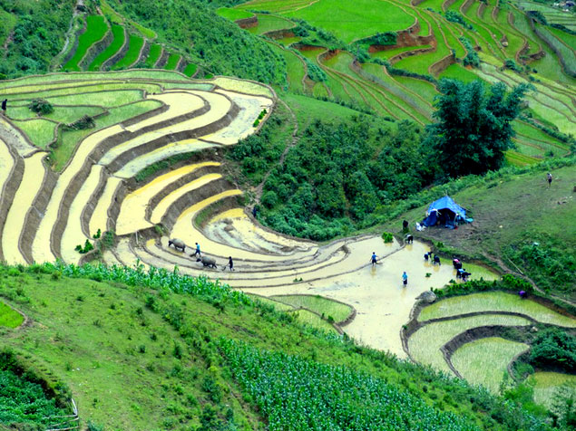 Terrazas de arroz de Sapa