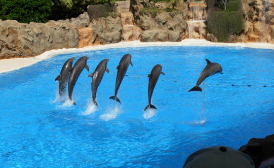 Tenerife Archives - Volando Voy Viajes