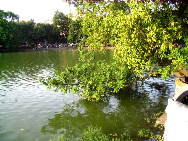 Ramas inclinadas al lago Hoan Kiem