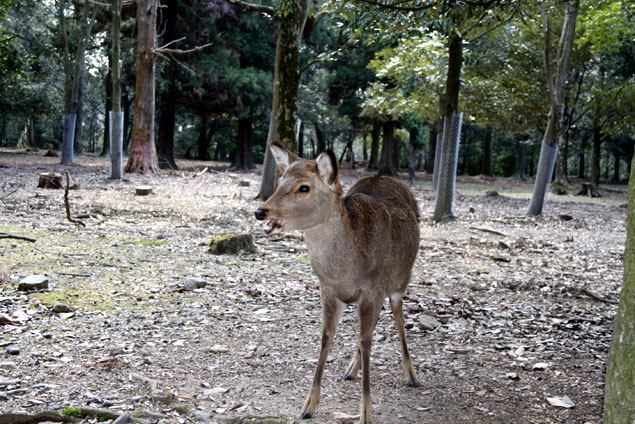 Ciervo de Nara