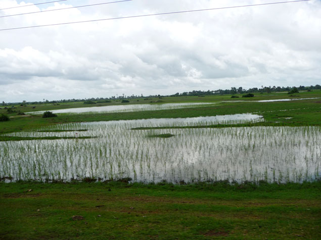 Campo de arroz en el centro del país