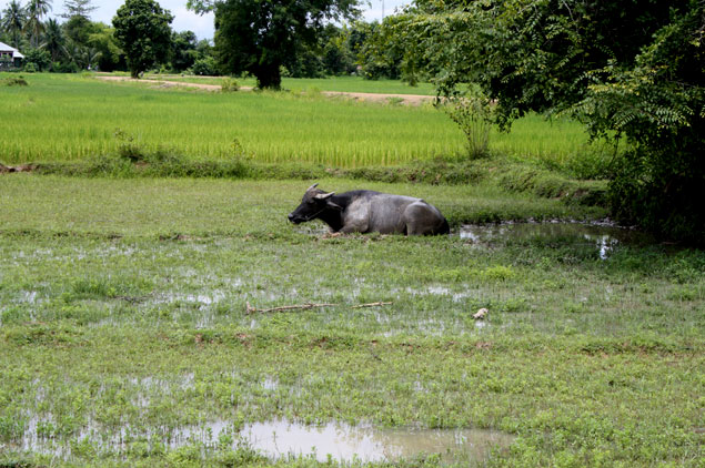 Campos de arroz y animales locales