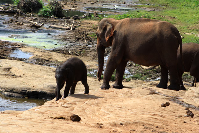 Orfanato de elefantes
