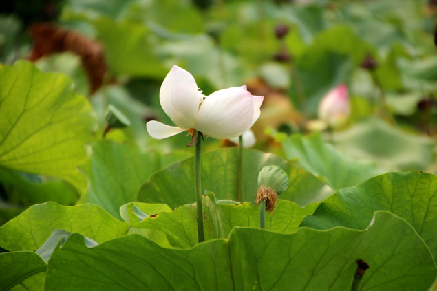 Flores de loto