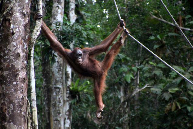 Orangután, símbolo de Borneo , Semenggoh
