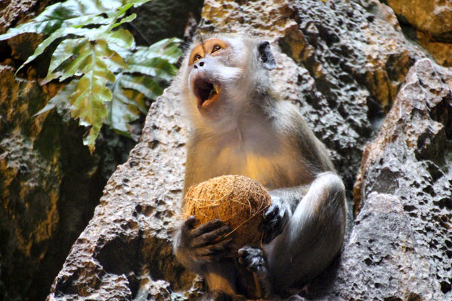 Macaco comiendo un coco de un turista