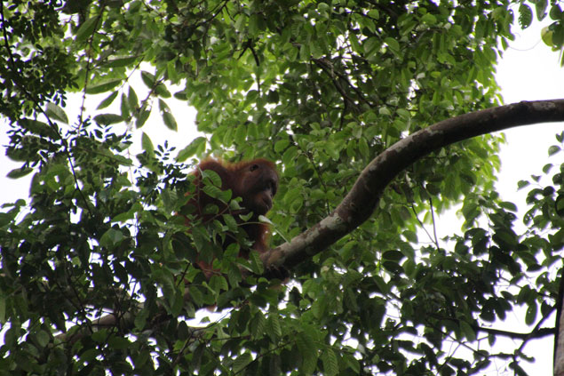 Orangutan entre los árboles