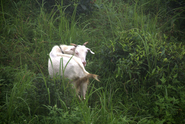 Cabras pastando por las plantaciones de te de Darjeeling