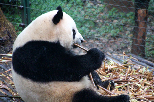 Panda comiendo bambú , patrimonio de china y de Chegdu
