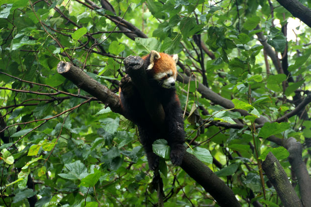 Panda rojo , descansado en una rama