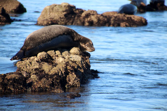 Leones marinos Monterey