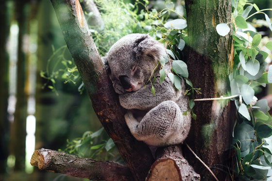Koala , Australia