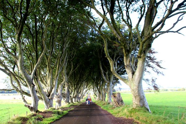 El bosque de juego de tronos de Irlanda