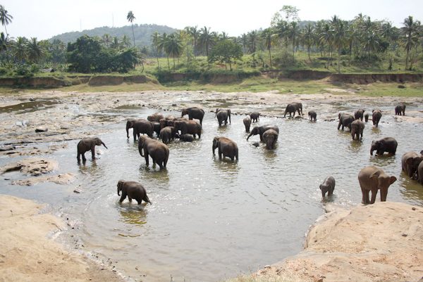 elefantes sri Lanka