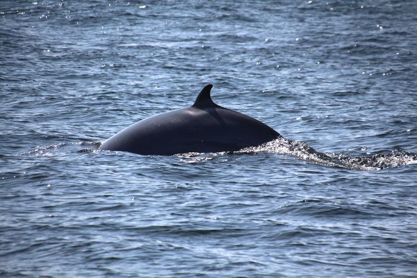 ver ballenas en Quebec, Tadoussac