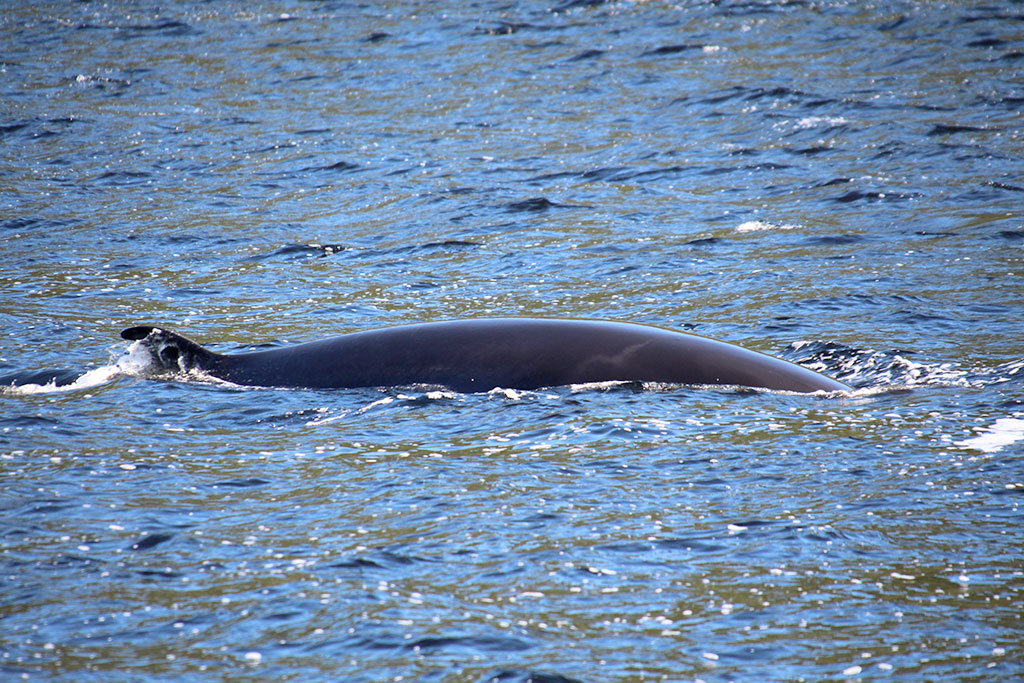 Ver ballenas en Tadoussac