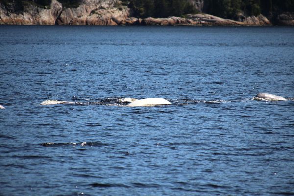 Ver ballenas en Canadá,