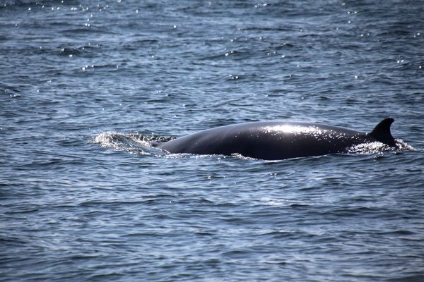 Ver ballenas Saguenay San Lorenzo