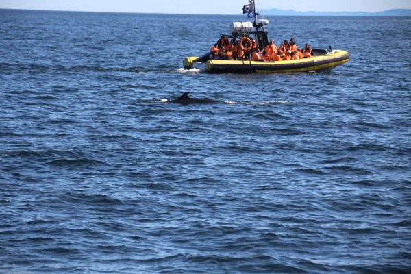 Ver ballenas en Quebec, excrusión en zodiac