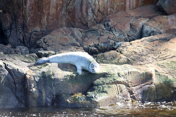 ver focas en Canmadá, parque Marino Saguenay Tadoussac