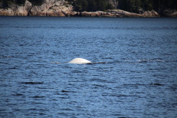 donde ver ballenas en Quebec